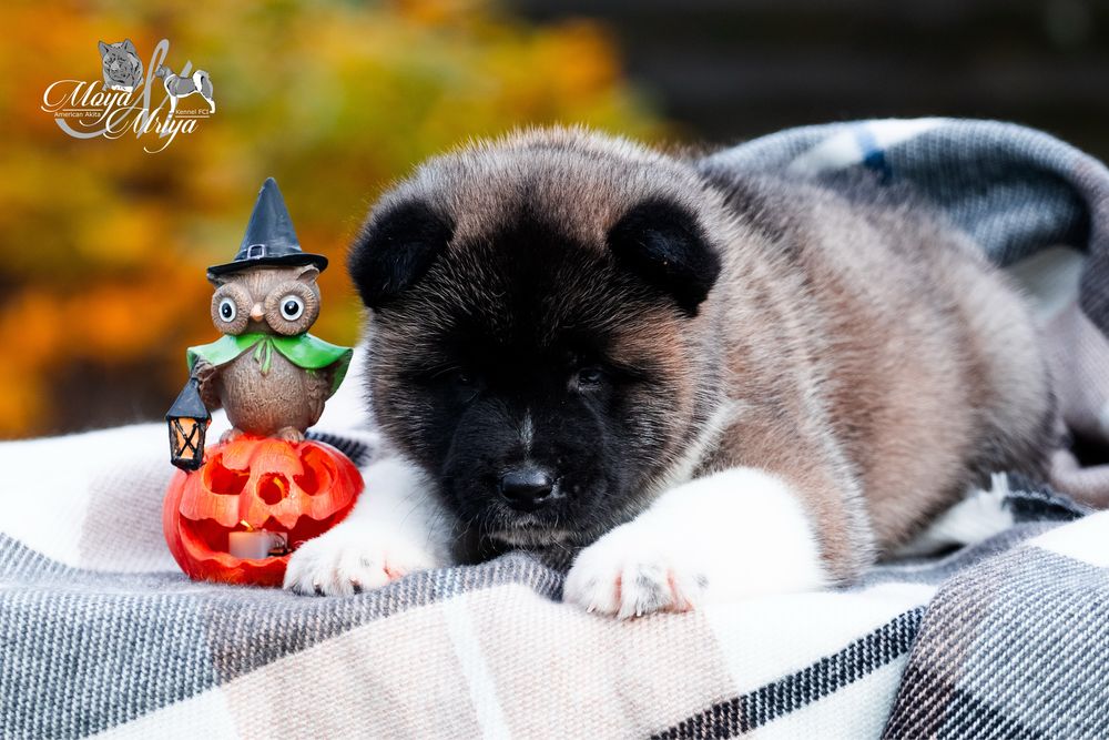 Американська акіта/ американская акита/ american akita