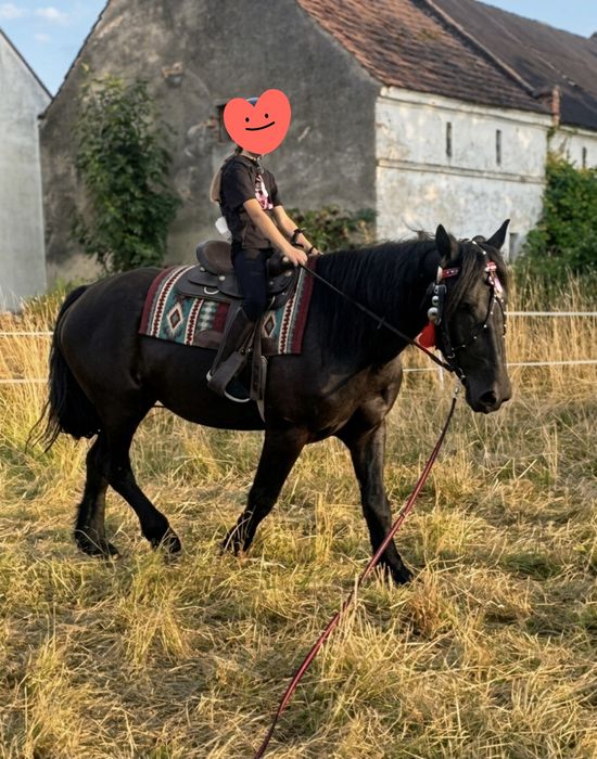 Kara klacz PKZ źrebna +źrebica