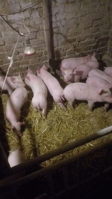 Продам поросята мясної породи