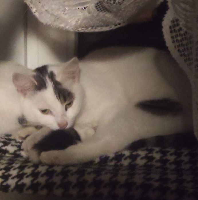 Zaginął kocurek cała Polska