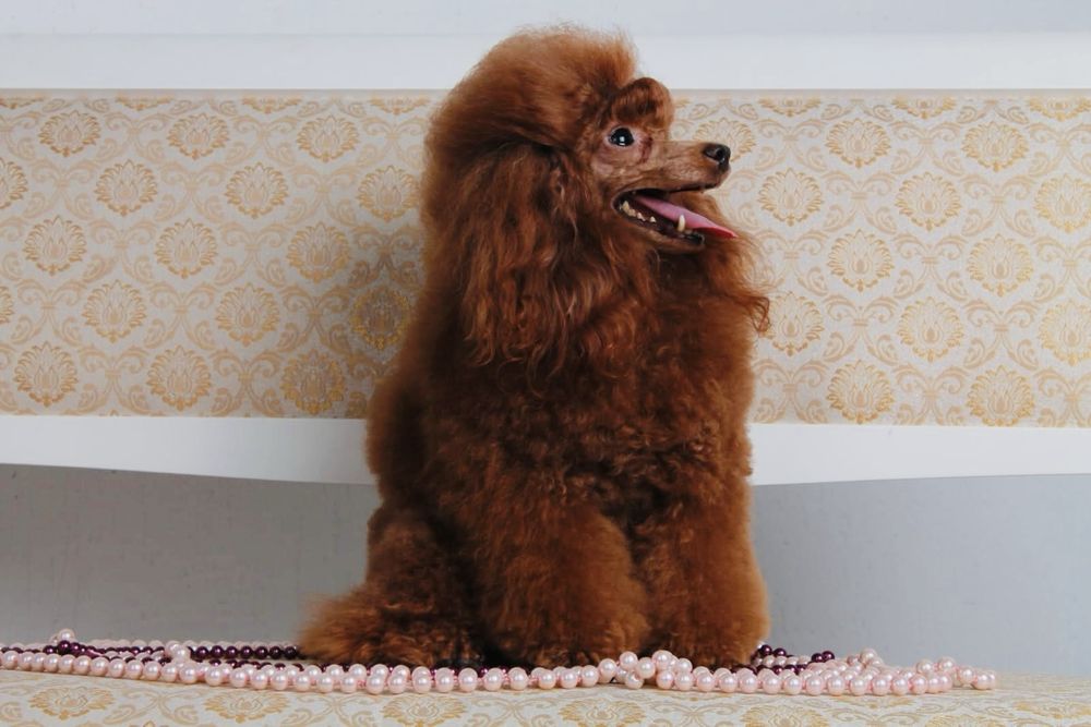 Дівчинка міініатюра fci пудель