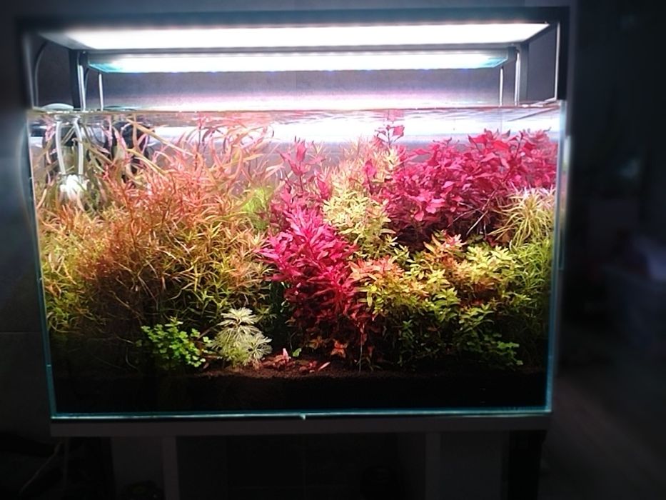 Rośliny akwariowe przycinka