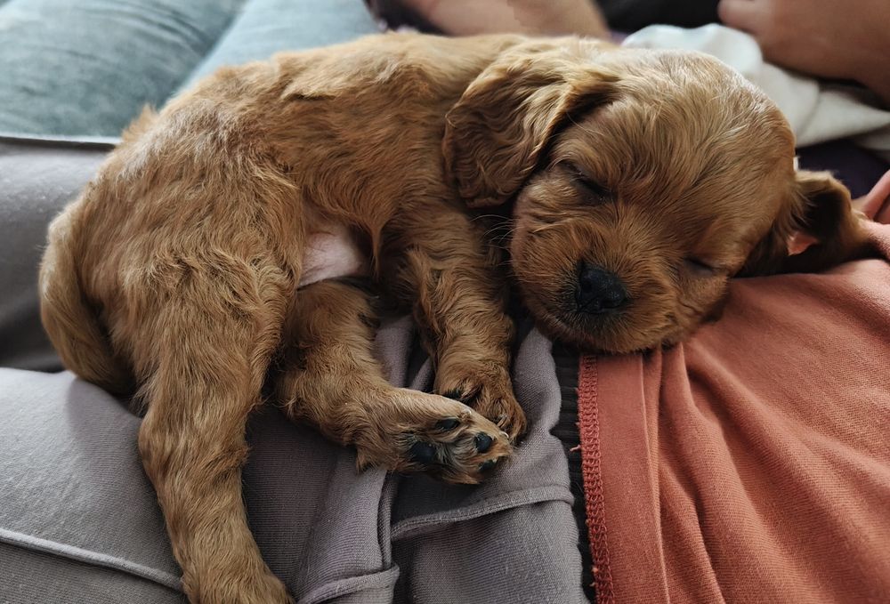 ***Cavapoo - suczka***