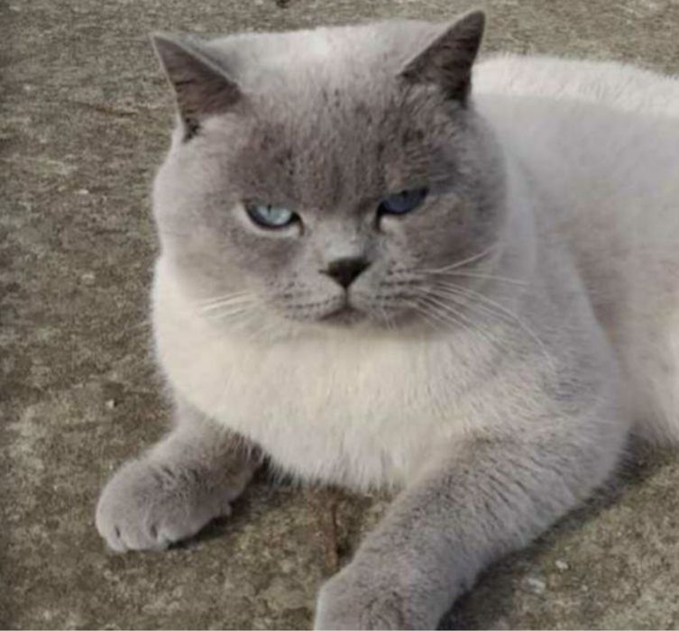 Вязка шотланського котика !