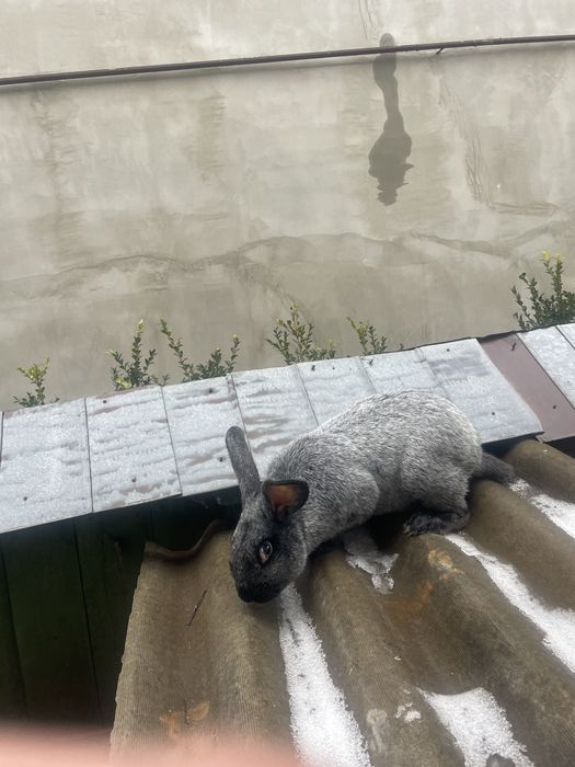 Полтавське срібло. Кріль.