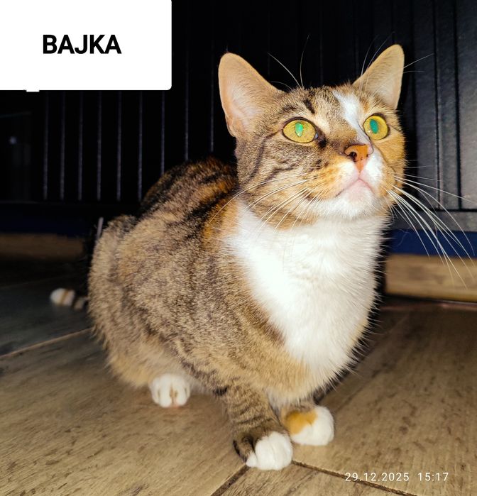 Opieka nad zwierzętami 7/24 również w Sylwestra i Nowy Rok