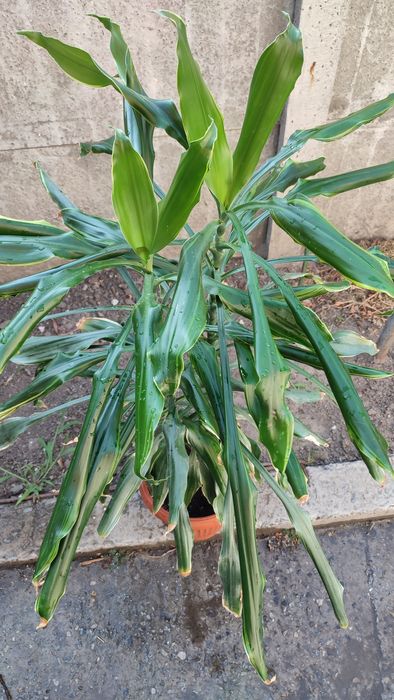 Драцена 100 см. Кімнатні рослини/ квіти для офісу