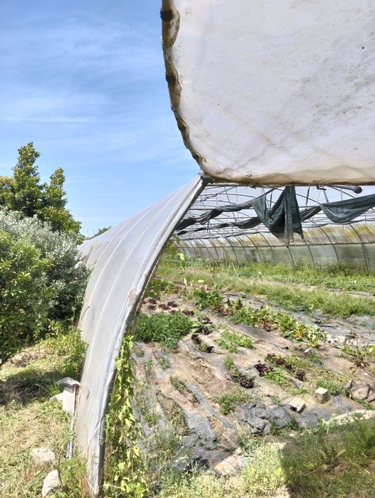 Estufa túnel com 50x 12 m