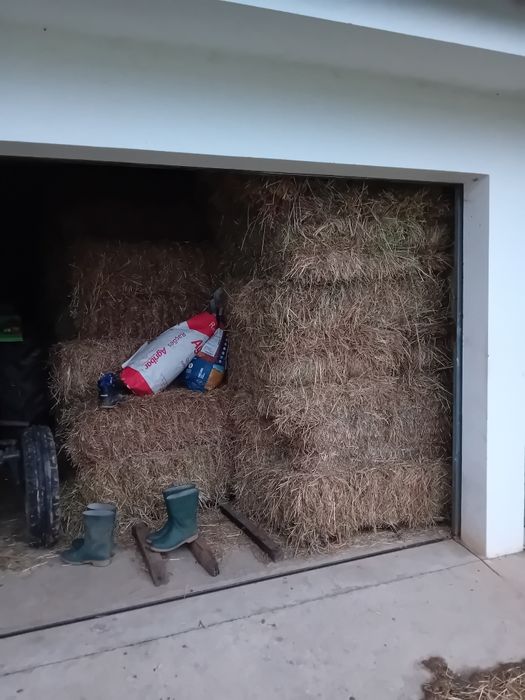 Azevém tradicional em fardo