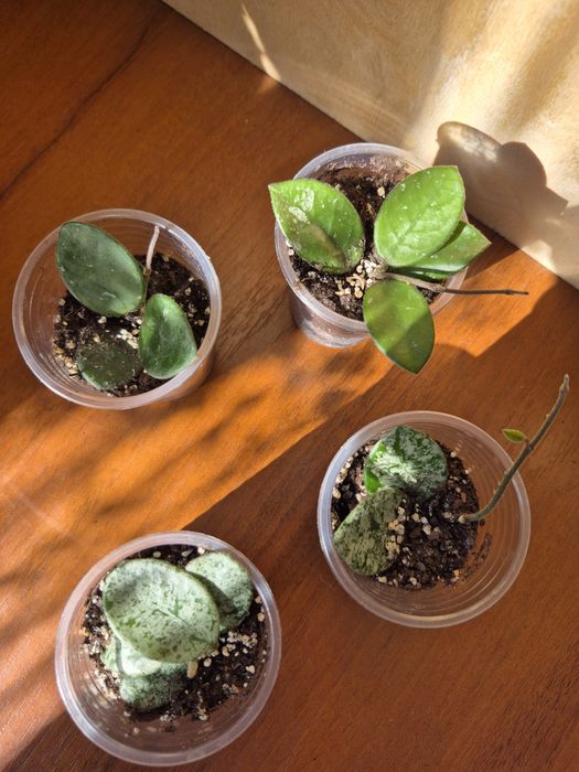 Хойя Матільда сплеш, крімсон квін, публікаліс