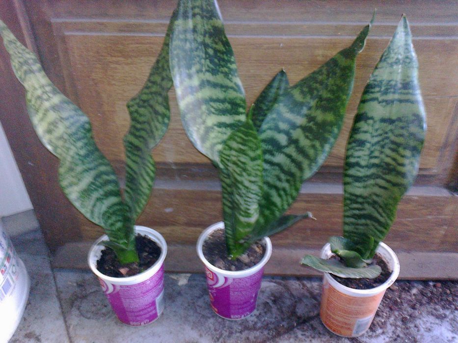 Espadas de São Jorge (planta natural)