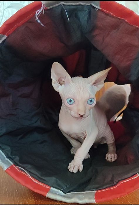 Канадський сфінкс білий латексний