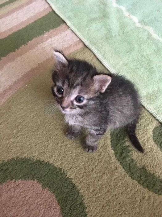 Кошенят у надійні руки