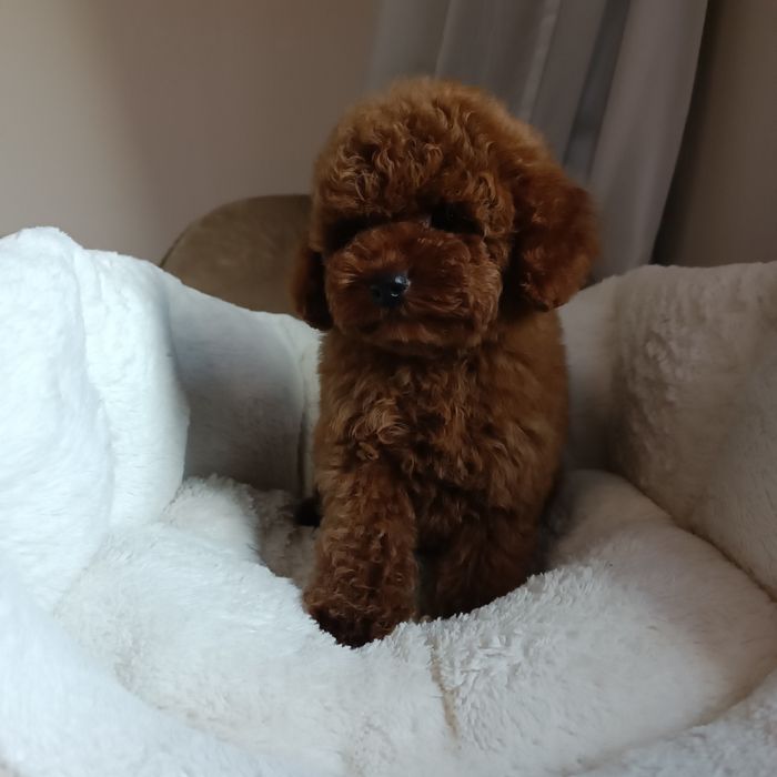 Дівчинка той пудель Китай. Київ