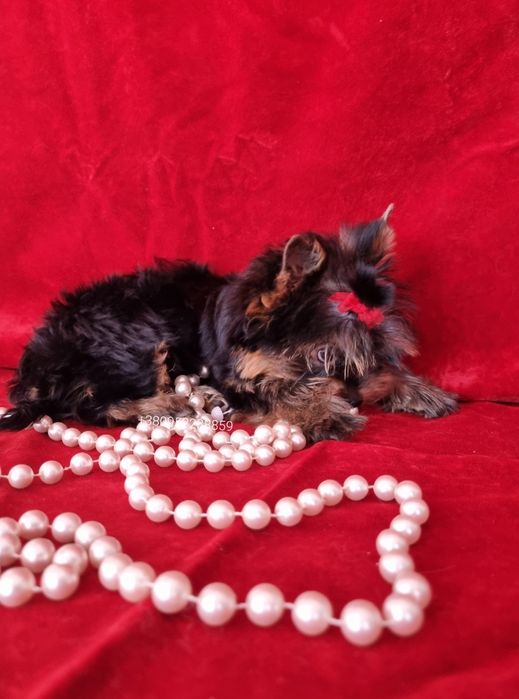 Йорки крошки беби-фейс