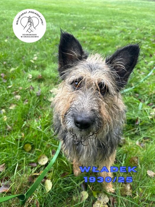 Władzio szuka domu!