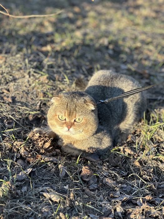 Кіт шотландець золота шиншила на вязку
