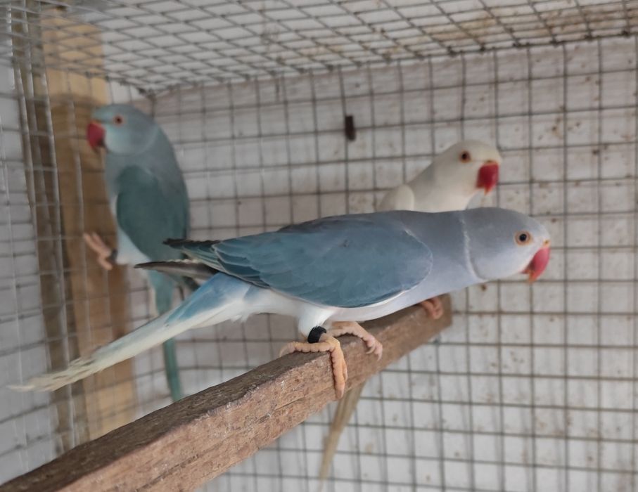 Casal ring neck cc // opalino