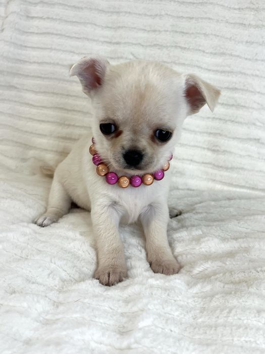 Chihuahua Femea  Pelo Curto