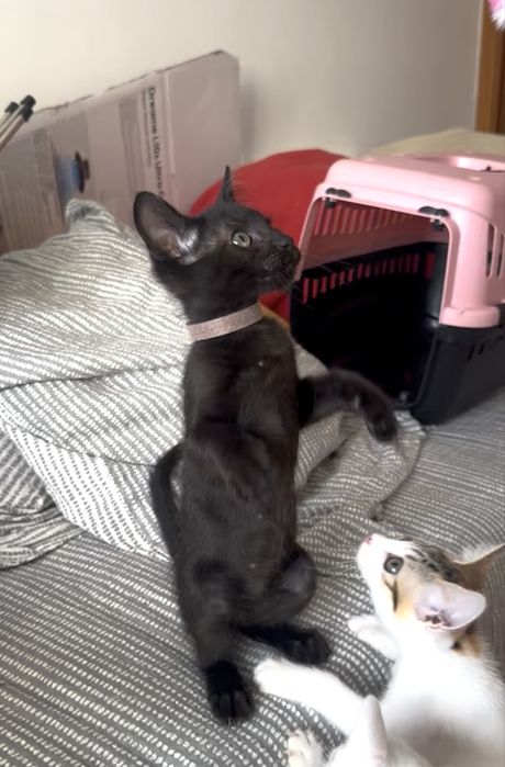 Gatinhos bebes para adoção
