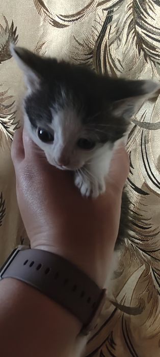 Віддам в добрі руки