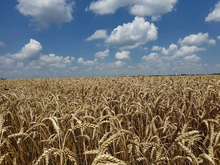 Геодезия, кадастровий номер, зміна цільового призначення