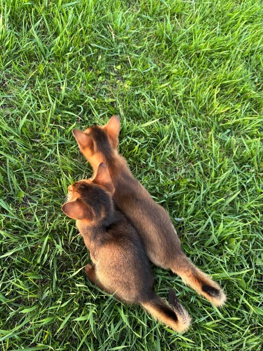 Супер ціна.Зробіть собі подарунок до свята