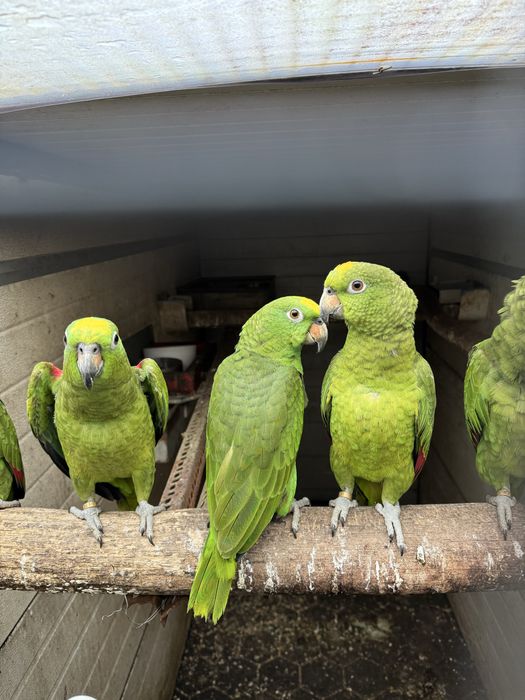Papagaios amazonas ochrochephala