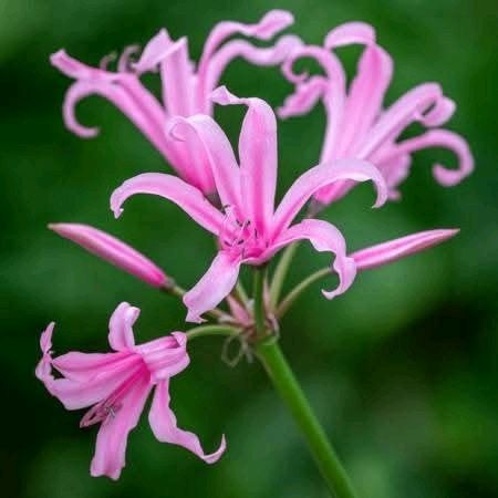 Продам цибулинки неріне