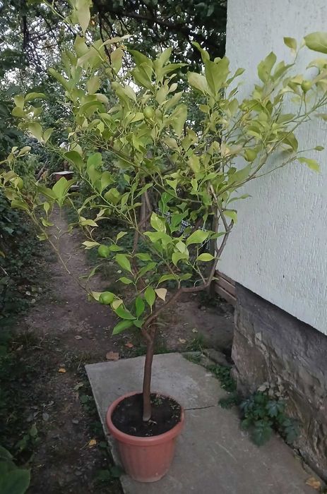 Плодоносне дерево лимона
