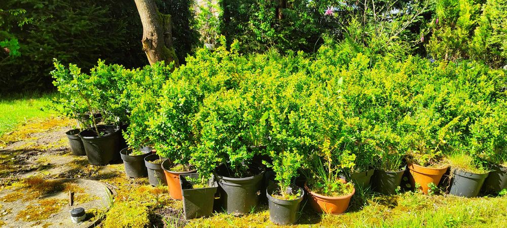 Ukorzenione sadzonki bukszapnów