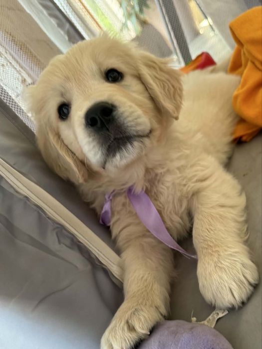 Golden retriever -piesek
