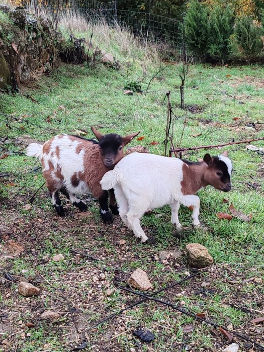 Vendo Casal de Cabras Micro Anãs. Macho filhos de Pigmeu.