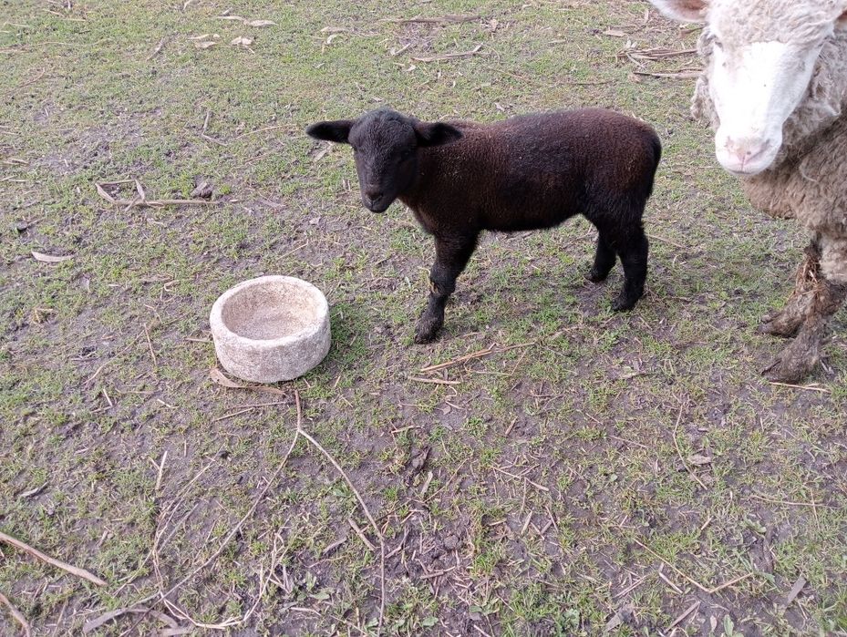 Vendo ovelha mais borrego juntos ou separados .
