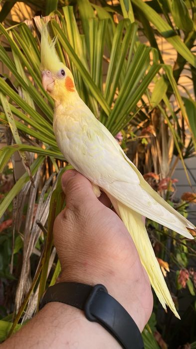 Caturra domesticada amarela com face vermelha