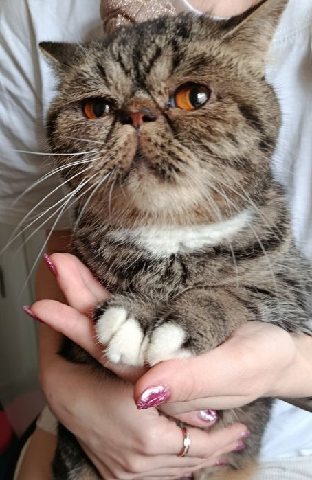 Віддам Екзотичну  Кішку Безкоштовно!!!