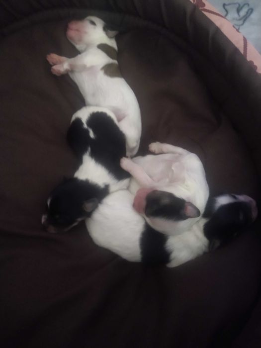 Psy oddam za darmo maltańczyk