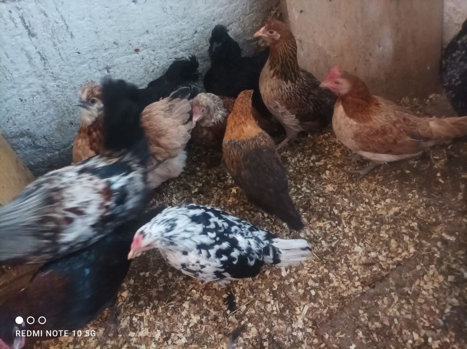 Kury kurczaki liliputki