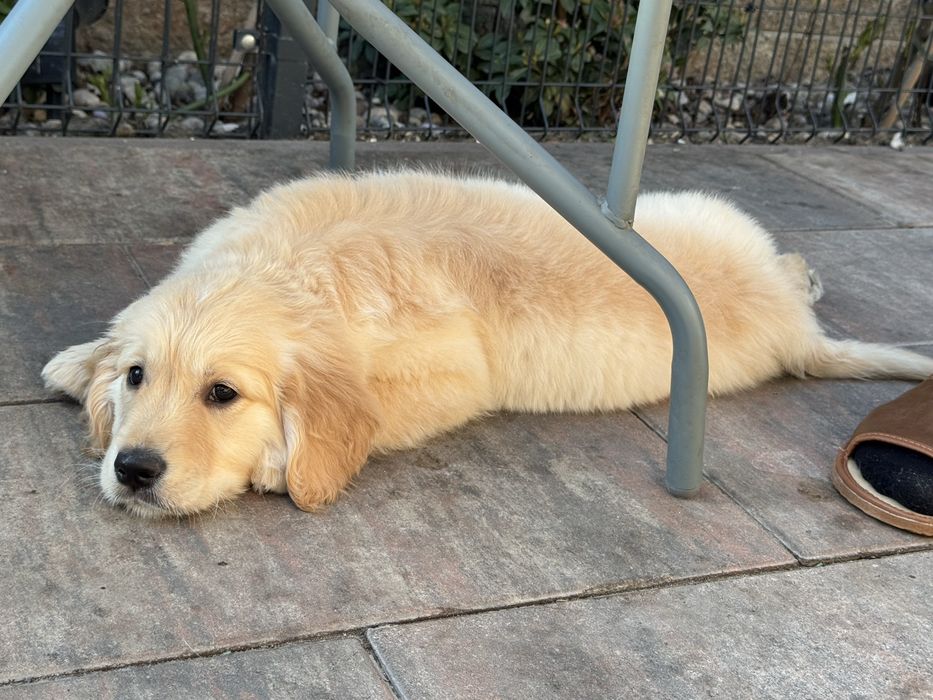 Golden retriver FCI ZKWP samiec pies
