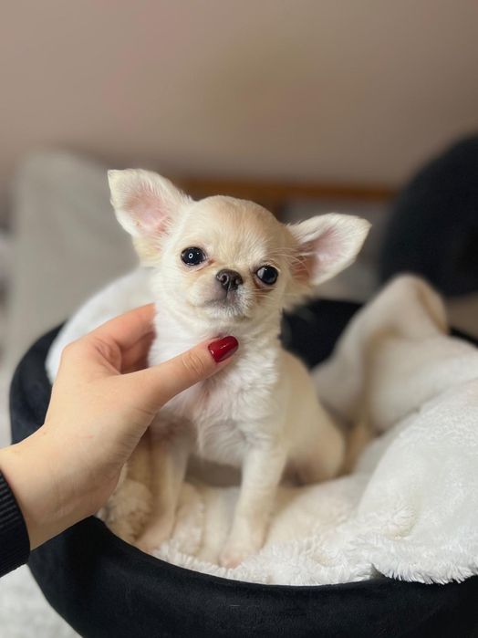 CHIHUAHUA,  dziewczynka długowłosa, prawdziwy rodowód FCI