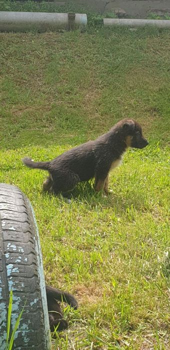 Отдам щенков,даром!!!