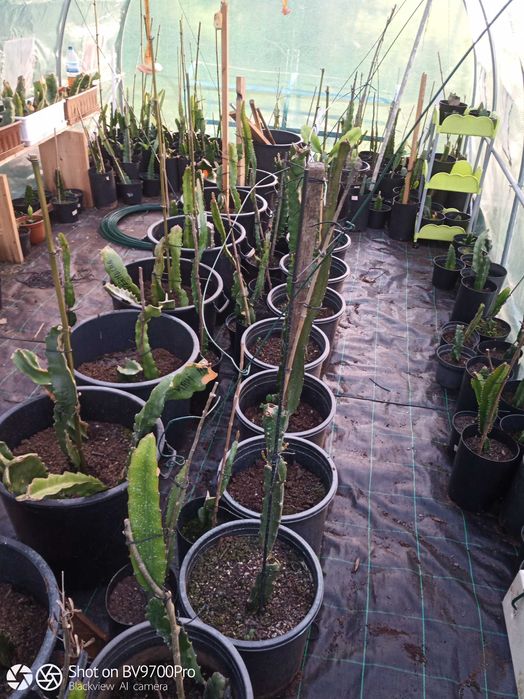 Pitayas mudas estacas