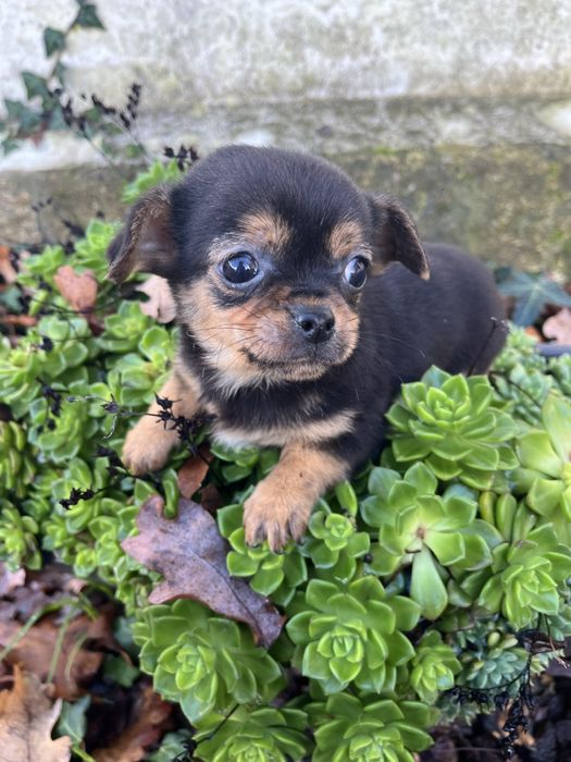 Menino chihuahua preto afogueado