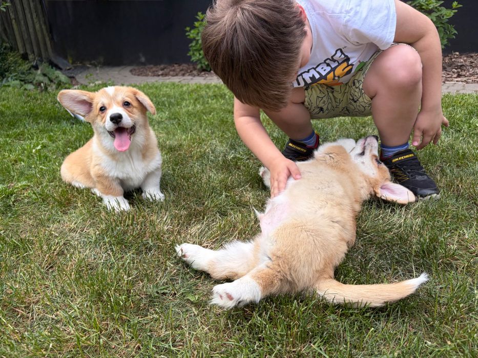 Szczeniak Welsh Corgi Pembroke Beza