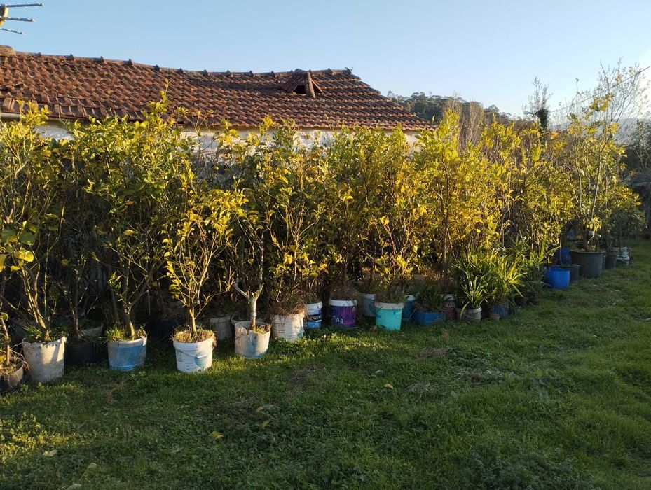 Árvores de fruto a bom preço