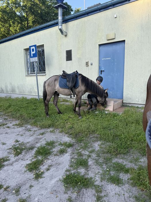 Wałach kuc kn 4 lata