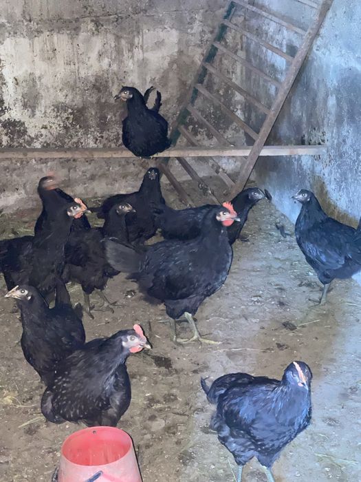 Galos australorp