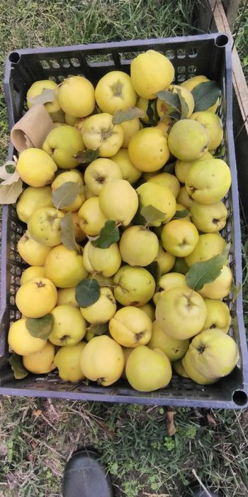 Vendo marmelos -  produção própria
