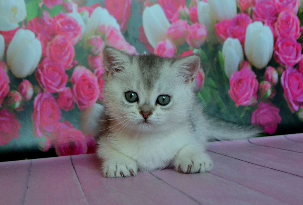 Срібляста шиншила,  Британські