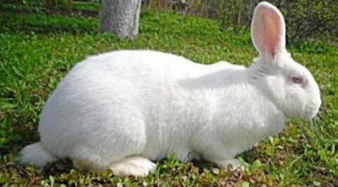 Продам кролі термонська біла